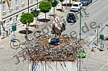 Storch mit seinem Jungen auf dem Kamin des Bischöflichen Ordinariat, 09.05.2026