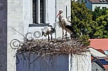 Storch mit seinem Jungen auf dem Kamin des Bischöflichen Ordinariat, 09.05.2026
