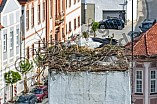 Storch auf dem Kamin des Bischöflichen Ordinariat, 09.05.2026