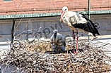 Storch mit seinem Jungen auf dem Kamin des Bischöflichen Ordinariat, 09.05.2026
