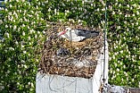 Storch auf dem Kamin des Bischöflichen Ordinariat, 09.05.2026