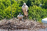 Storch mit seinem Jungen auf dem Kamin des Bischöflichen Ordinariat, 09.05.2026