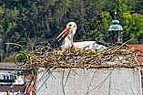 Storch auf dem Kamin des Bischöflichen Ordinariat, 09.05.2026
