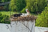 Storch auf dem Kamin des Bischöflichen Ordinariat, 09.05.2026