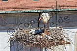 Storch mit seinem Jungen auf dem Kamin des Bischöflichen Ordinariat, 09.05.2026