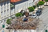 Storch mit seinem Jungen auf dem Kamin des Bischöflichen Ordinariat, 09.05.2026