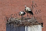 Storch mit seinem Jungen auf dem Kamin des Bischöflichen Ordinariat, 09.05.2026