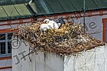 Storch auf dem Kamin des Bischöflichen Ordinariat, 09.05.2026