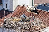 Storch mit seinem Jungen auf dem Kamin des Bischöflichen Ordinariat, 09.05.2026