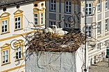 Storch auf dem Kamin des Bischöflichen Ordinariat, 09.05.2026