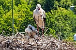 Storch mit seinem Jungen auf dem Kamin des Bischöflichen Ordinariat, 09.05.2026