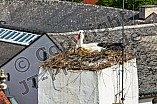 Storch auf dem Kamin des Bischöflichen Ordinariat, 09.05.2026