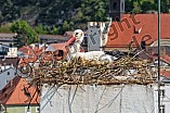 Storch auf dem Kamin des Bischöflichen Ordinariat, 09.05.2026