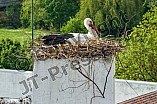 Storch auf dem Kamin des Bischöflichen Ordinariat, 09.05.2026