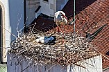 Storch mit seinem Jungen auf dem Kamin des Bischöflichen Ordinariat, 09.05.2026