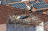 Storch mit seinem Jungen auf dem Kamin des Bischöflichen Ordinariat, 09.05.2026