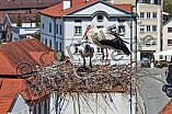 Storch mit seinem Jungen auf dem Kamin des Bischöflichen Ordinariat, 09.05.2026