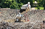 Storch mit seinem Jungen auf dem Kamin des Bischöflichen Ordinariat, 09.05.2026