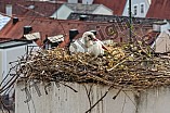 Storch auf dem Kamin des Bischöflichen Ordinariat, 09.05.2026