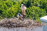 Storch mit seinem Jungen auf dem Kamin des Bischöflichen Ordinariat, 09.05.2026
