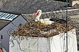 Storch auf dem Kamin des Bischöflichen Ordinariat, 09.05.2026