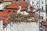 Storch auf dem Kamin des Bischöflichen Ordinariat, 09.05.2026