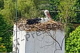 Storch auf dem Kamin des Bischöflichen Ordinariat, 09.05.2026