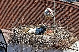 Storch mit seinem Jungen auf dem Kamin des Bischöflichen Ordinariat, 09.05.2026