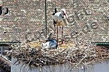 Storch mit seinem Jungen auf dem Kamin des Bischöflichen Ordinariat, 09.05.2026