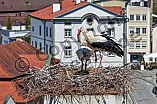 Storch mit seinem Jungen auf dem Kamin des Bischöflichen Ordinariat, 09.05.2026