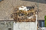 Storch auf dem Kamin des Bischöflichen Ordinariat, 09.05.2026