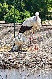 Storch mit seinem Jungen auf dem Kamin des Bischöflichen Ordinariat, 09.05.2026