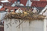 Storch auf dem Kamin des Bischöflichen Ordinariat, 09.05.2026