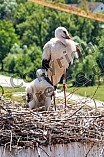 Storch mit seinem Jungen auf dem Kamin des Bischöflichen Ordinariat, 09.05.2026