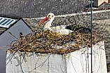 Storch auf dem Kamin des Bischöflichen Ordinariat, 09.05.2026