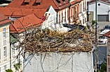 Storch auf dem Kamin des Bischöflichen Ordinariat, 09.05.2026