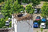 Storch auf dem Kamin des Bischöflichen Ordinariat, 09.05.2026