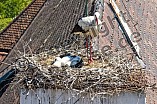 Storch mit seinem Jungen auf dem Kamin des Bischöflichen Ordinariat, 09.05.2026