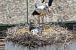 Storch mit seinem Jungen auf dem Kamin des Bischöflichen Ordinariat, 09.05.2026