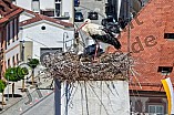 Storch mit seinem Jungen auf dem Kamin des Bischöflichen Ordinariat, 09.05.2026