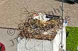 Storch auf dem Kamin des Bischöflichen Ordinariat, 09.05.2026