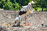 Storch mit seinem Jungen auf dem Kamin des Bischöflichen Ordinariat, 09.05.2026