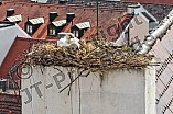 Storch auf dem Kamin des Bischöflichen Ordinariat, 09.05.2026