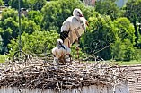 Storch mit seinem Jungen auf dem Kamin des Bischöflichen Ordinariat, 09.05.2026