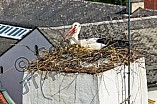 Storch auf dem Kamin des Bischöflichen Ordinariat, 09.05.2026