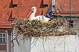 Storch auf dem Kamin des Bischöflichen Ordinariat, 09.05.2026