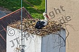 Storch auf dem Kamin des Bischöflichen Ordinariat, 09.05.2026