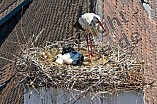 Storch mit seinem Jungen auf dem Kamin des Bischöflichen Ordinariat, 09.05.2026