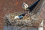 Storch mit seinem Jungen auf dem Kamin des Bischöflichen Ordinariat, 09.05.2026