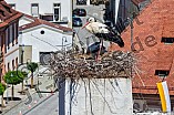 Storch mit seinem Jungen auf dem Kamin des Bischöflichen Ordinariat, 09.05.2026